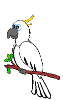 cockatoo